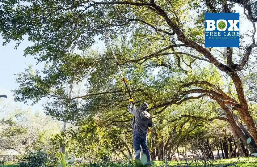  professional tree service